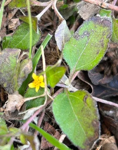 Straggler Daisy — photo by Chuck Sexton