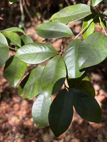 Myrtle Of The River