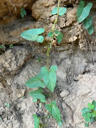 Catesby's False Bindweed