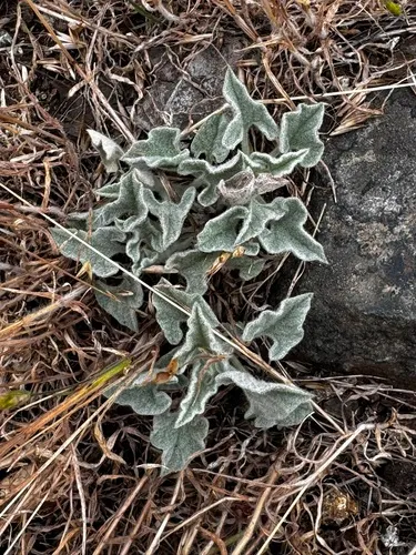 Coast Range False Bindweed