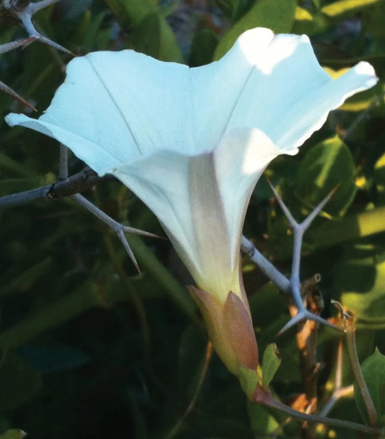 Lucky False Bindweed — photo by Provance M, Sanders A