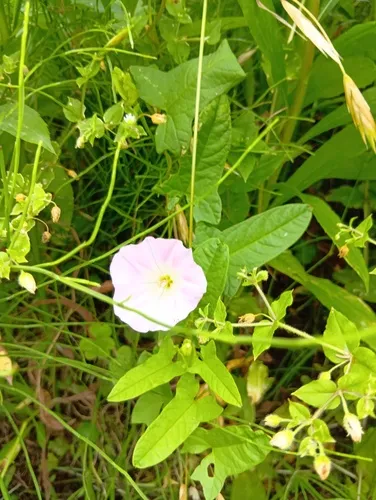 Japanese False Bindweed — photo by makiyama