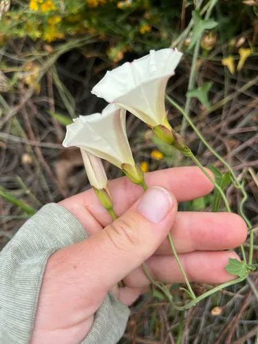 Paiute False Bindweed — photo by Kristen Nelson