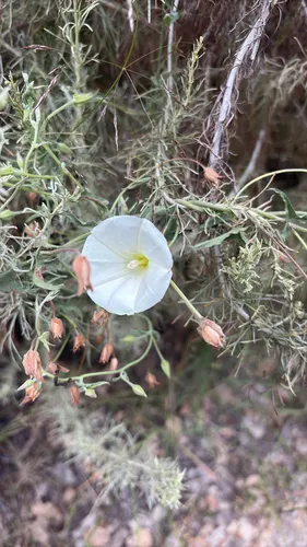 Island False Bindweed