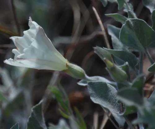 Sierra False Bindweed (var. berryi) — photo by Joe MDO