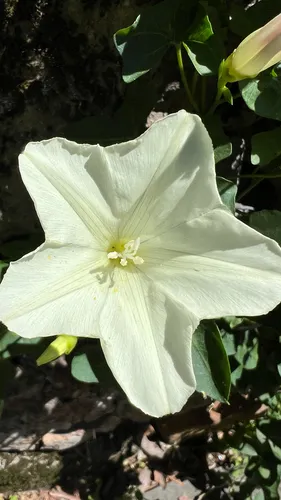 Chaparral False Bindweed