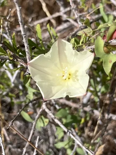 Peirson's False Bindweed — photo by Jakob Ingle