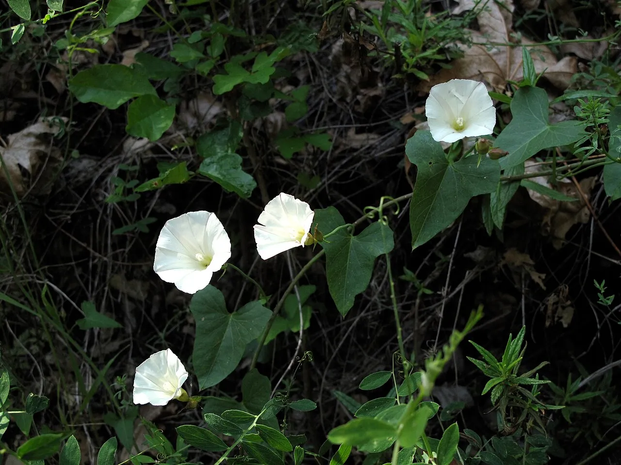 Pacific False Bindweed (subsp. purpurata) — photo by danielle peña