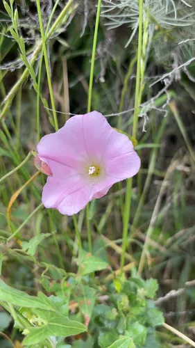 Pacific False Bindweed — photo by kdcs