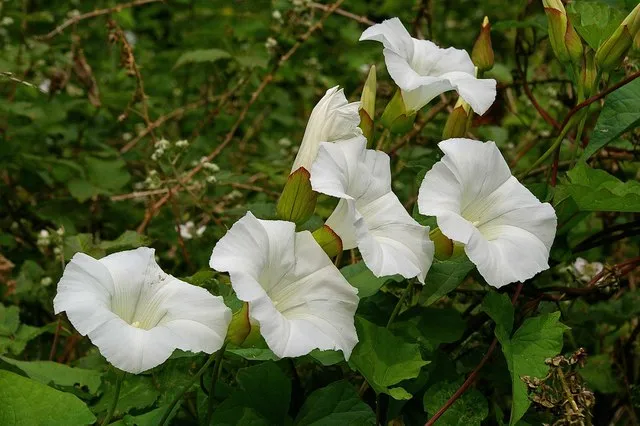 Hedge False Bindweed (subsp. sepium) — photo by Glyn Baker