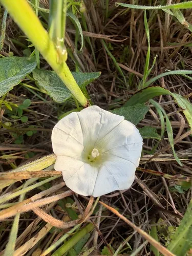 Hedge False Bindweed
