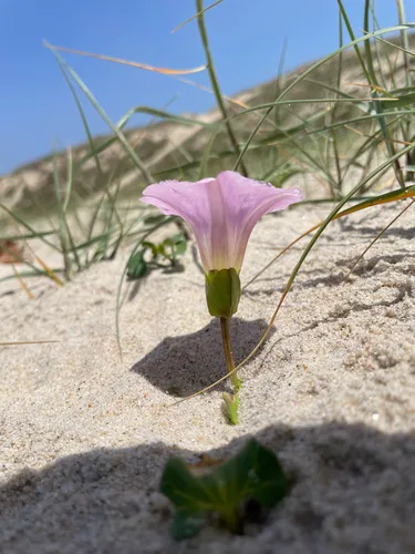 Seashore False Bindweed — photo by Chase Mathey