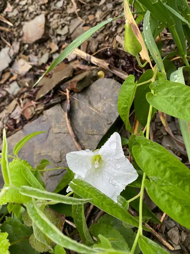 Low False Bindweed