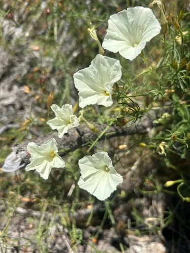 Stebbins' False Bindweed — photo by Dylan Winkler