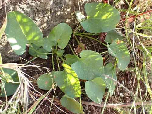 Hillside False Bindweed