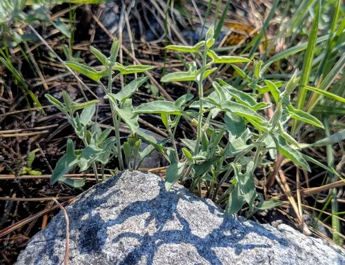 Van Zuuk False Bindweed — photo by MJ Nehl