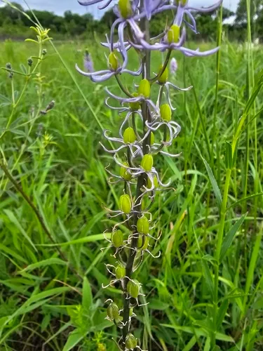 Prairie Camas