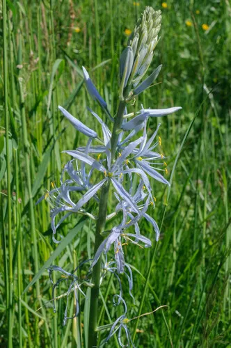 Cusick's Camas