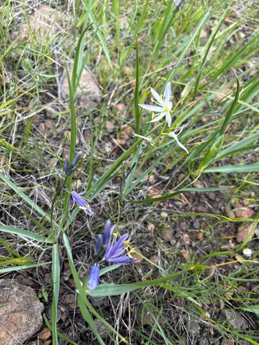 Howell's Camas