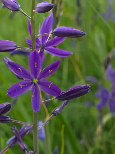 Large Camas