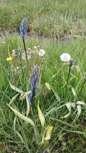 Small Camas