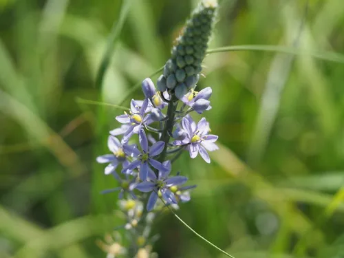 Atlantic Camas — photo by bumbl3be