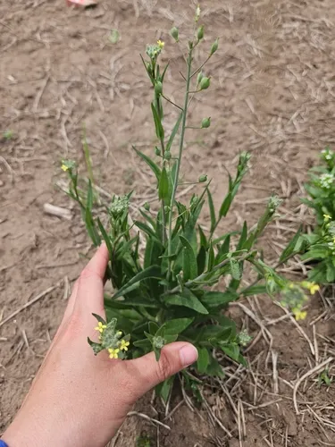Littlepod False Flax — photo by Zoe Erkenbeck