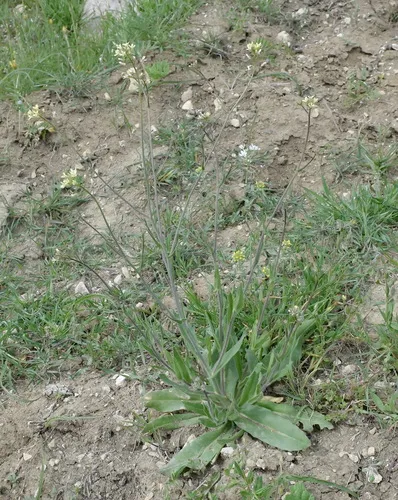 Graceful False Flax