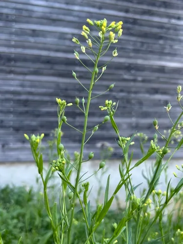 False Flax