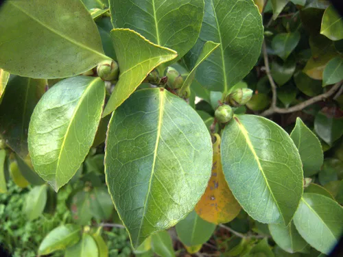 Camellia