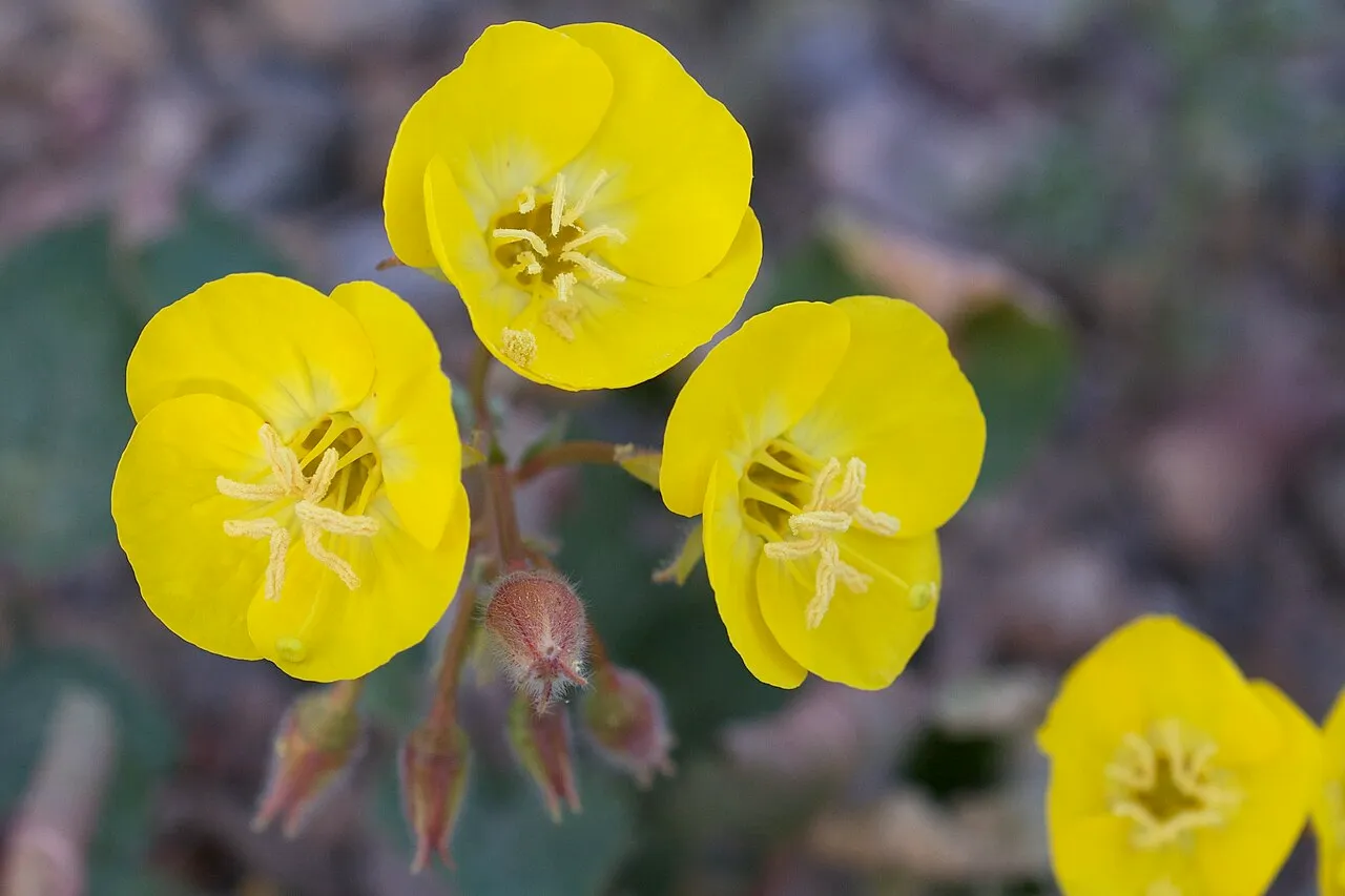 Pallid Suncup (subsp. pallidula) — photo by Eric in SF