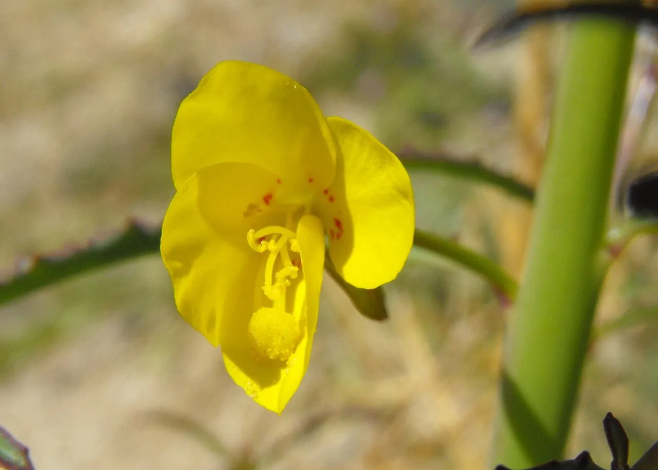 California Suncup