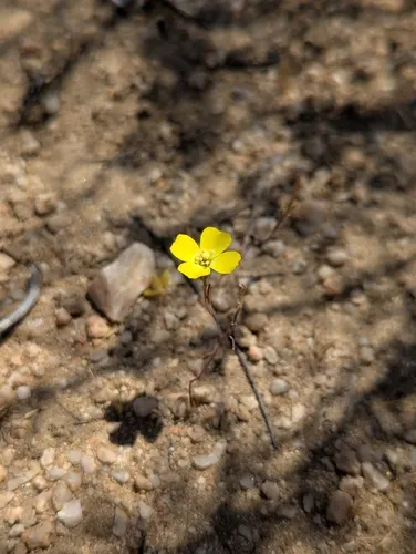 Mojave Suncup — photo by A.H.