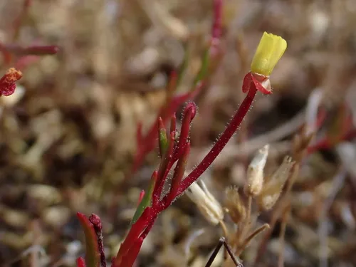 Plains Evening Primrose — photo by Grant Bowler
