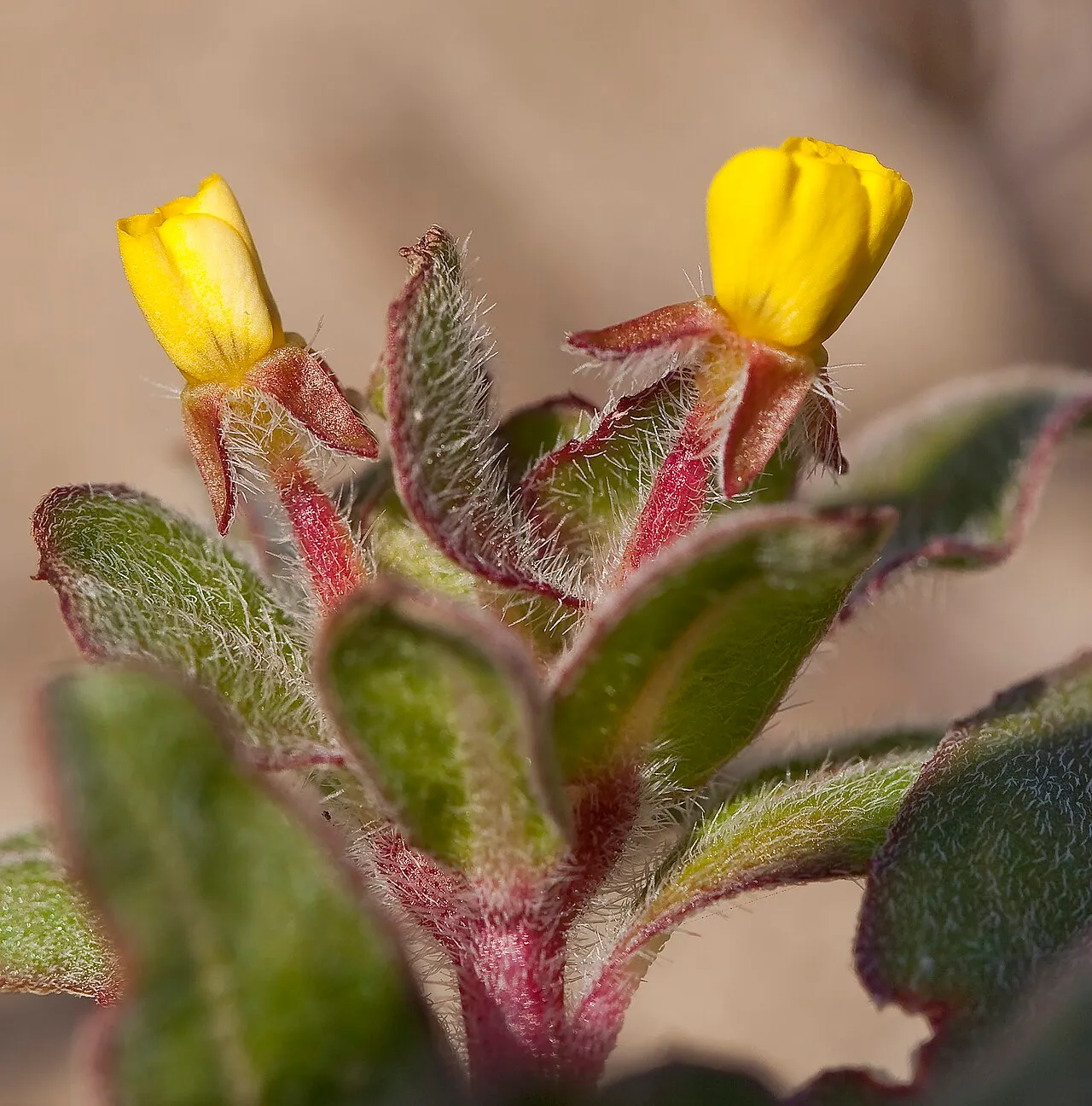 Clementine Suncup (subsp. clementina) — photo by John Game