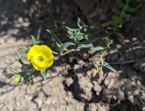 Kern County Evening Primrose — photo by schizotypalvamp