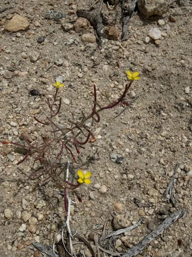 Little Wiry Suncup — photo by Michelle Skip Vasquez