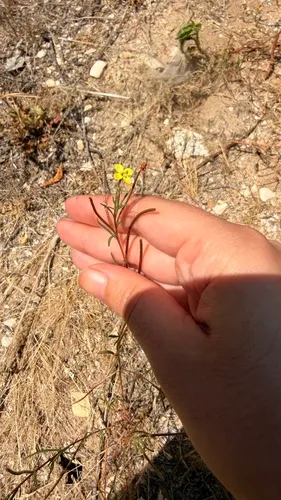 Sandysoil Suncup — photo by s. w.