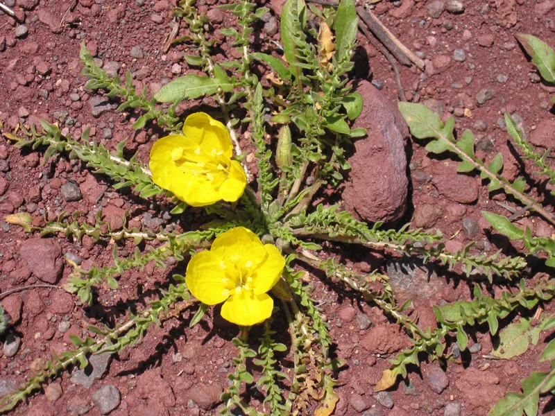 Tansyleaf Evening Primrose — photo by Cheryl Beyer