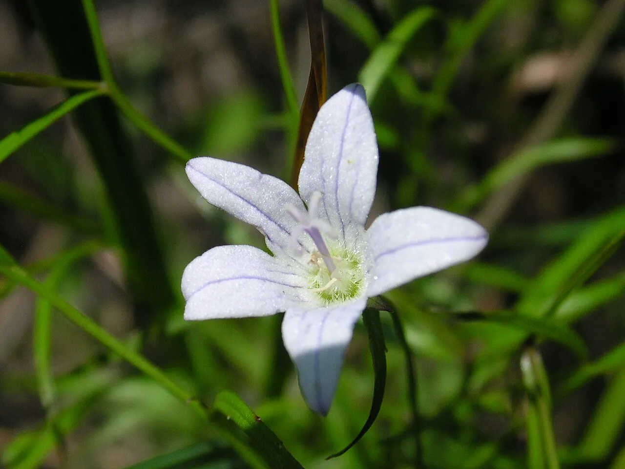Marsh Bellflower
