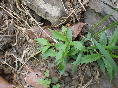 Small Bonny Bellflower — photo by Jared Gorrell