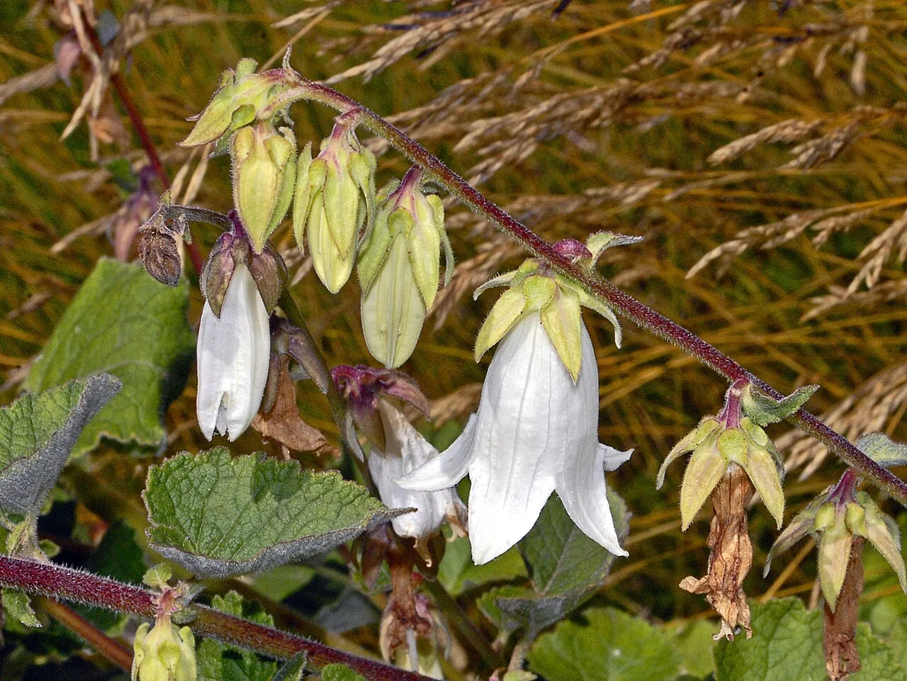 Woolly Bellflower — photo by Hectonichus