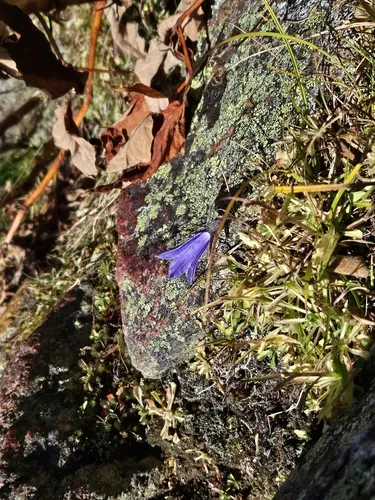 Mountain Harebell — photo by beccasu