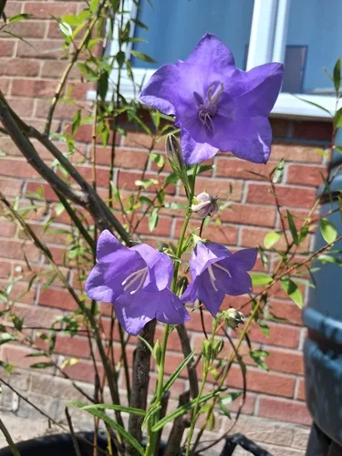 Canterbury Bells — photo by Richard Harrison