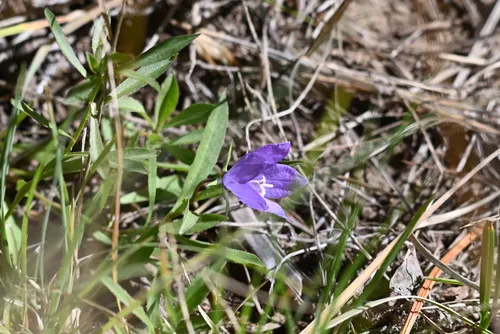 Parry's Bellflower — photo by Arthur Yang