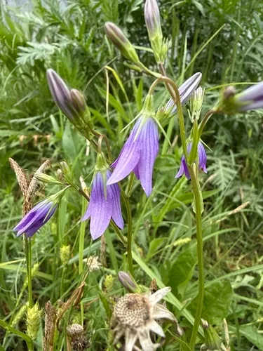 Spreading Bellflower — photo by Stanislav Murashkin