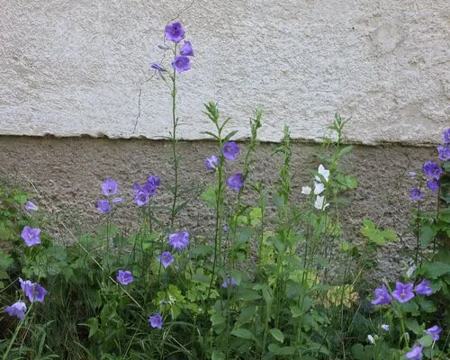 Peachleaf Bellflower — photo by Norbert Sauberer