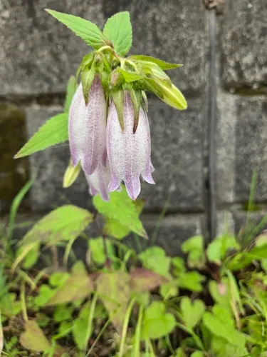 Spotted Bellflower — photo by tama_king_fisher