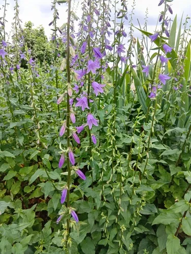 Rampion Bellflower — photo by makiyama