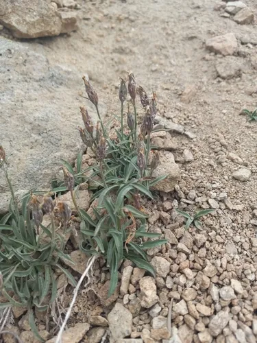 Rough Bellflower — photo by Jeremy Buegge